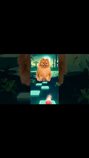 dog singing - Bloody Mary #shorts #music #dog