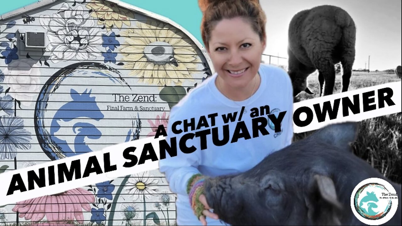 ANIMALS RESCUED & LIFE @ THE ZEND | Q&A W/ ALLI | ANNOYING VEGANS