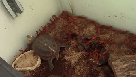 Turtle Lunch
