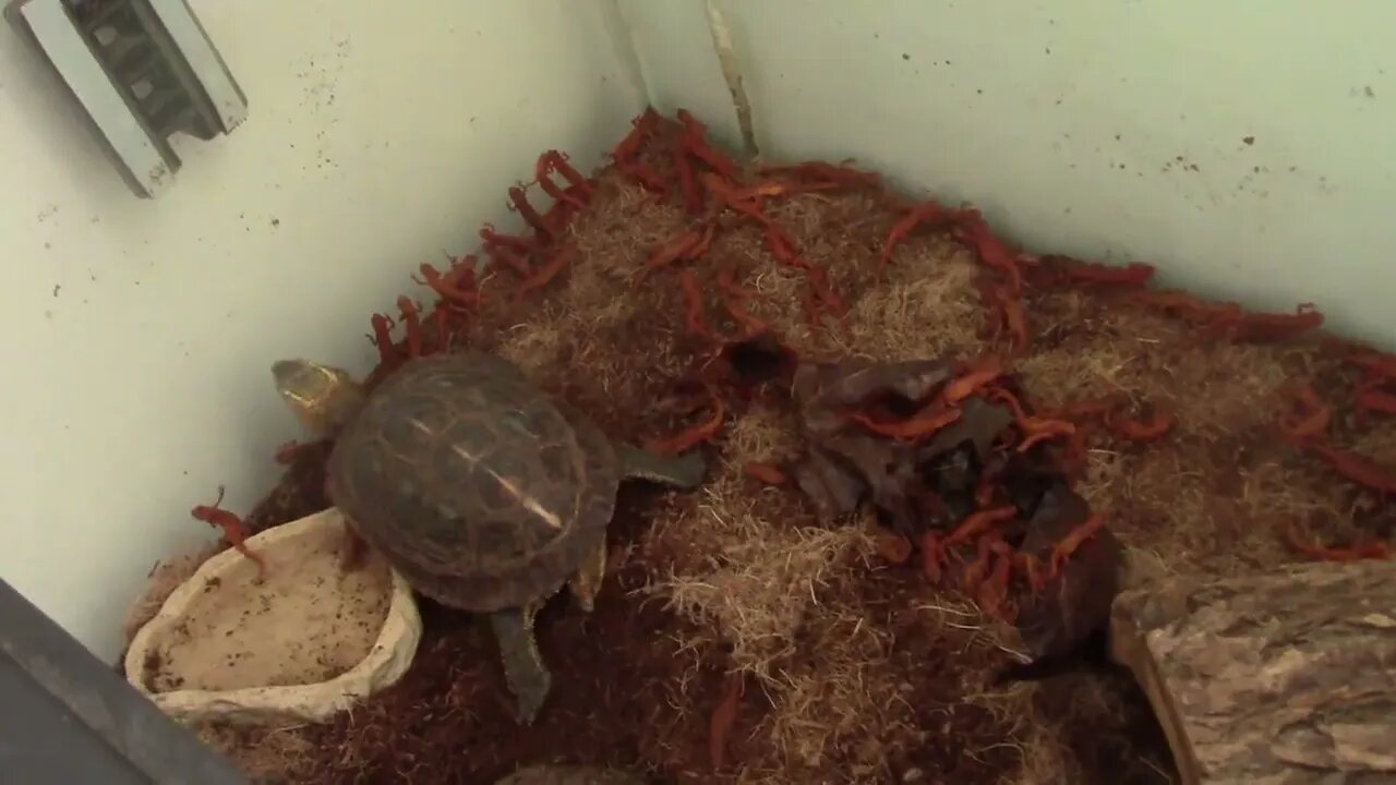 Turtle Lunch