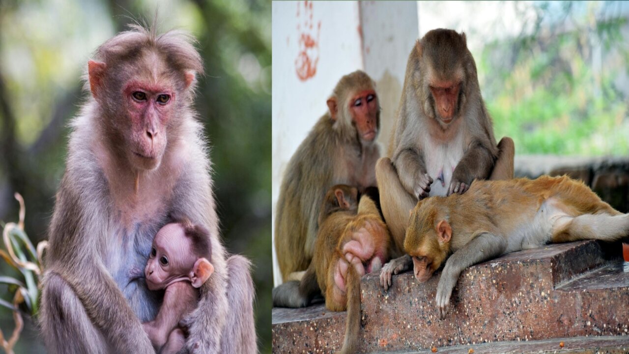 Naughty baby monkey playing with mother.