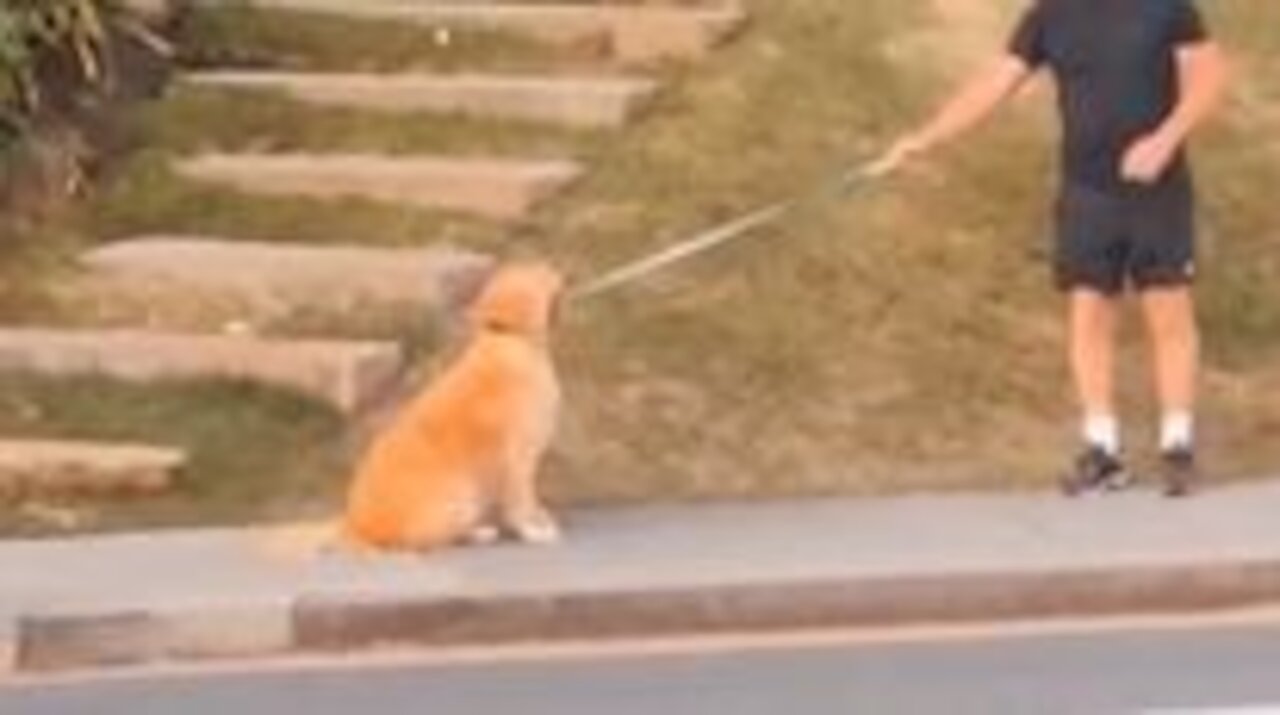 Dog Doesn't Wanna Go Home