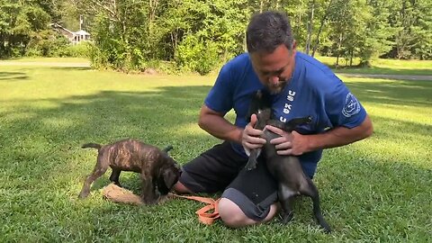 Cobalt x Onyx females at almost 8 wks
