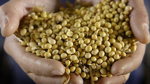 China Buys US Soybeans For First Time Since Trade War Began