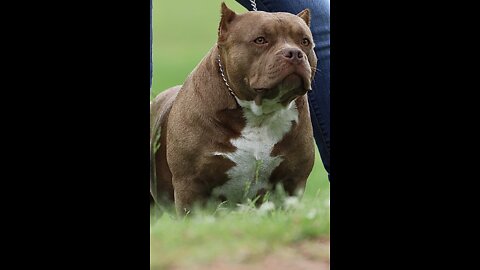 American Bully has fun with her Babies!