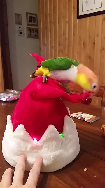Grinch parrot attacks singing Christmas hat
