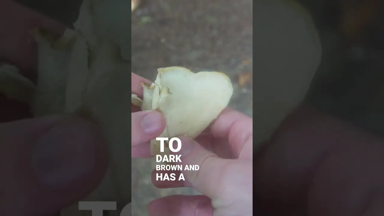 I Found the Best Tasting Mushroom in the Woods!