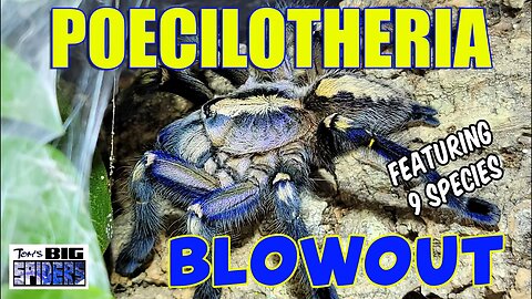 Poecilotheria Species Blowout 2022