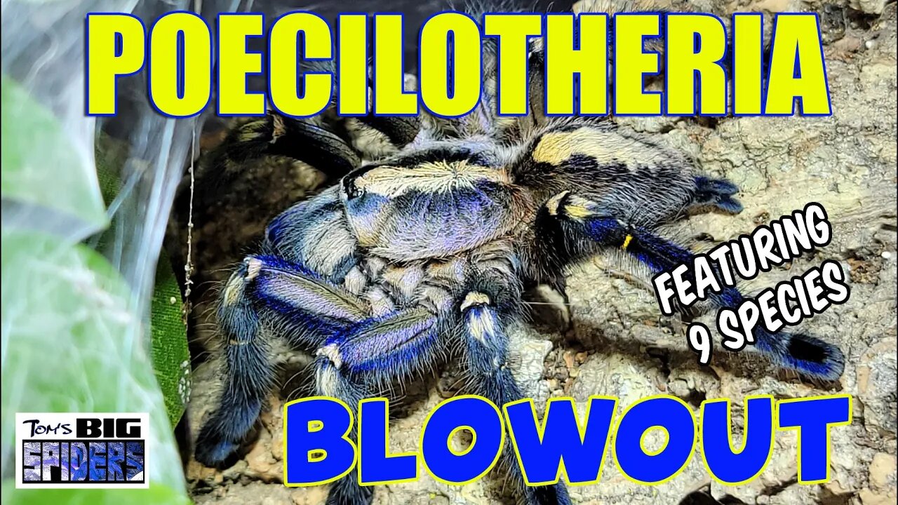 Poecilotheria Species Blowout 2022