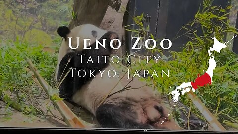 Ueno Zoo in Tokyo, Japan is one of the WORLD'S OLDEST and a MUST SEE!