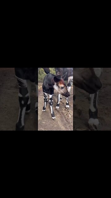 Okapi or forest giraffe 🦒