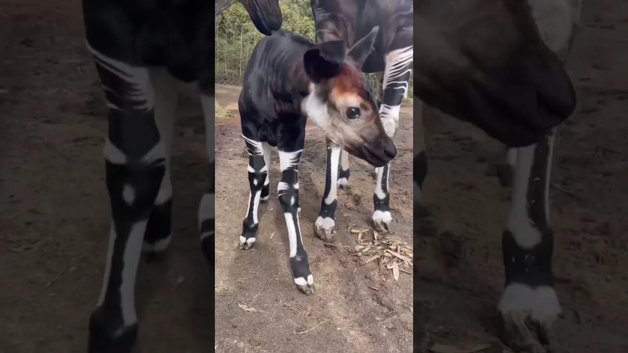 Okapi or forest giraffe 🦒