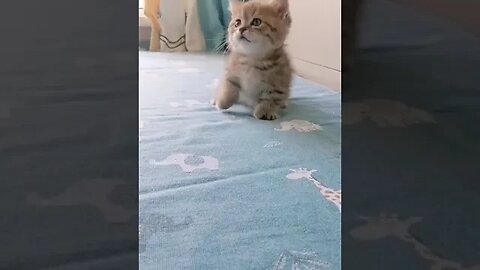 PLAYING CAT VIDEO MEAWWW