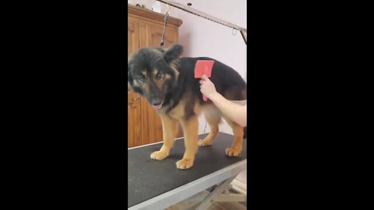 Cut dog ,wash