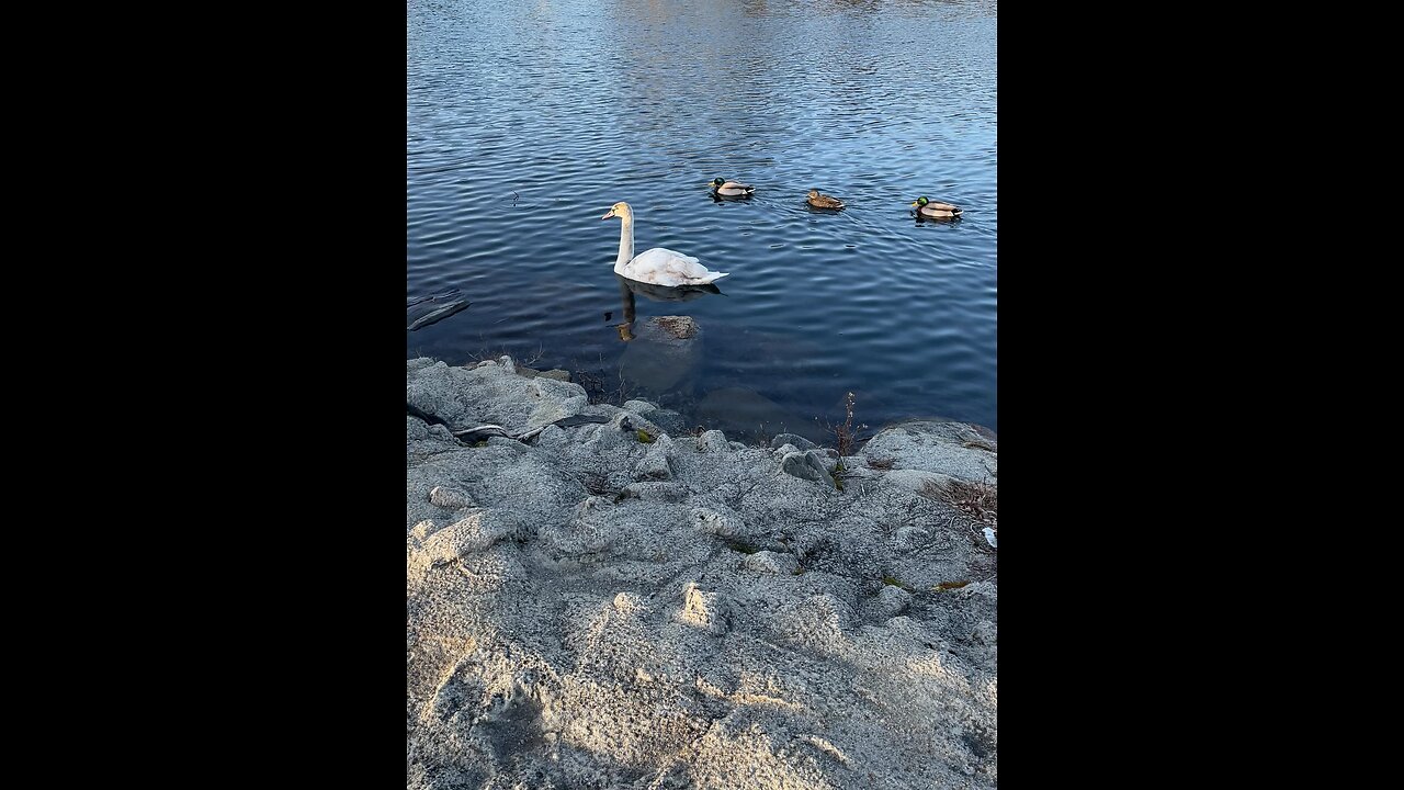 Pretty swans 🦢 and ducks 🦆