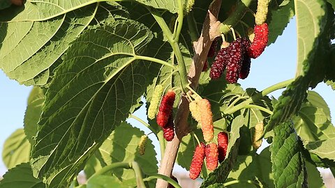 Spring in Full Swing | Fruit is Everywhere!