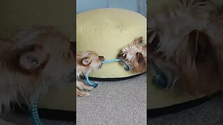 Chihuahua Tug of War