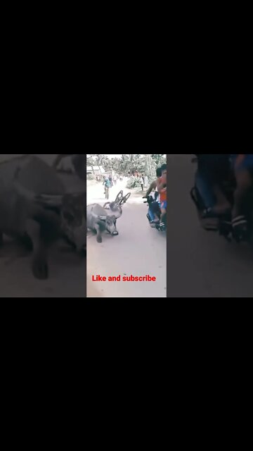 funny videos,funniest,funny animal videos,afv funny videos,funny afv,funny videos 2022,funniest