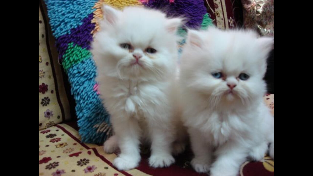 The best funny clips for the most beautiful cats