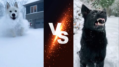 A white dog in the snow vs a black dog in the snow (Which one is more beautiful?)