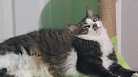 Louie The Rescue Cat Is A Huge Derp