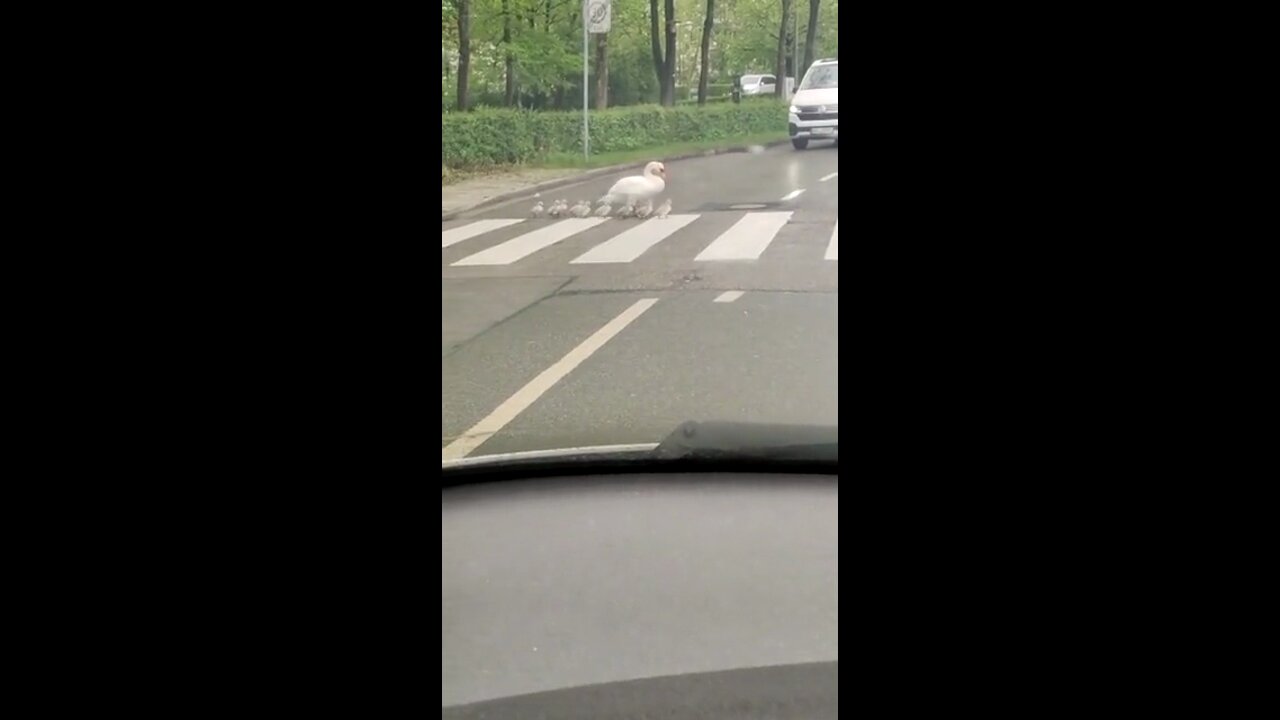 Swans on a pedestrian crossing