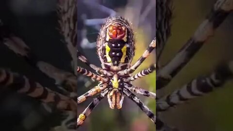 Muitos Insetos #shorts