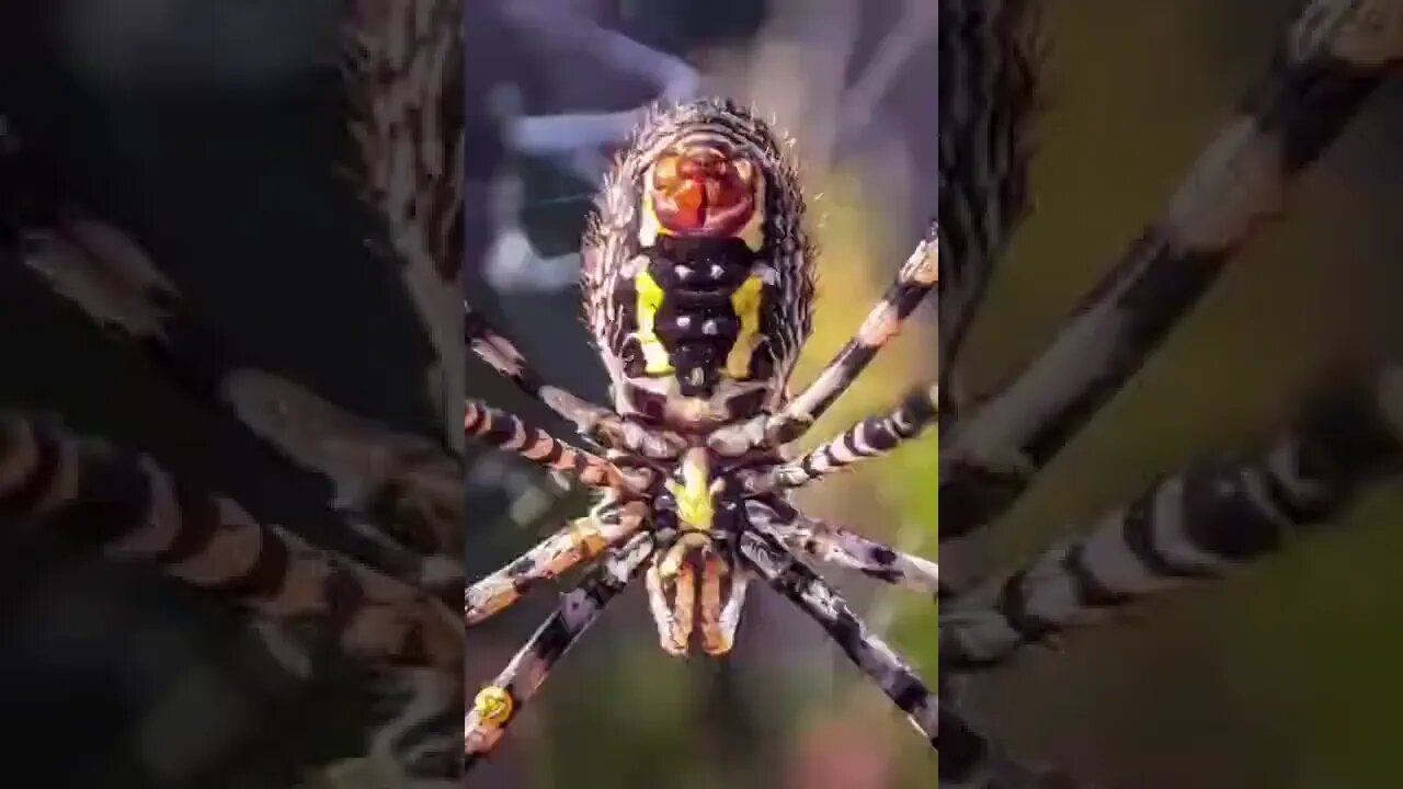 Muitos Insetos #shorts