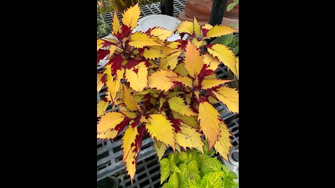 A Walk Around the Greenhouse