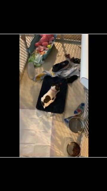 Princess and her first strawberry