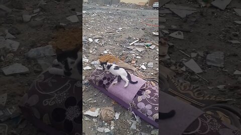 Cat likes comfort :)