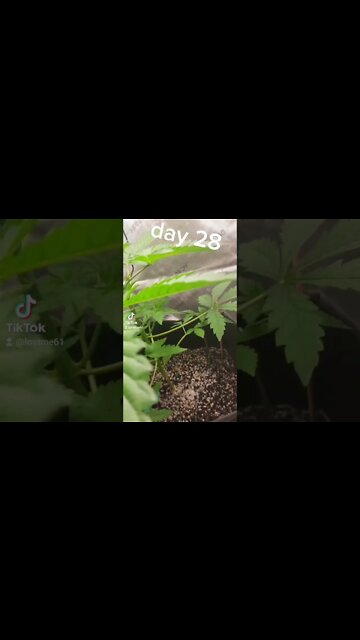 mephisto free bee day 28 seed to harvest