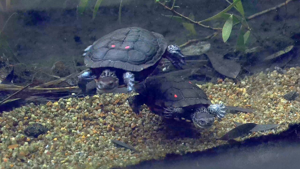 Freshwater Turtle Swimming Gracefully at Aquarium Perth Australia