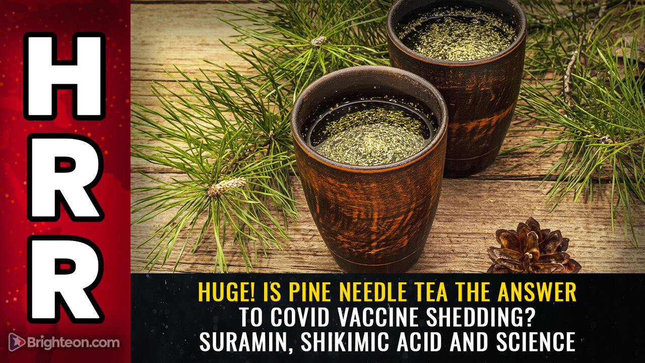 HUGE! Is pine needle tea the answer to covid vaccine shedding? Suramin, shikimic acid and science