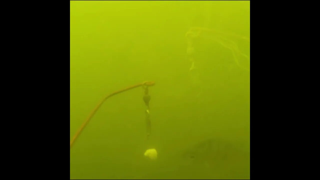 Sunfish steals bread