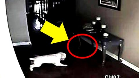 Dog Stares At Wall For Days, So Dad Sets Up A Hidden Camera