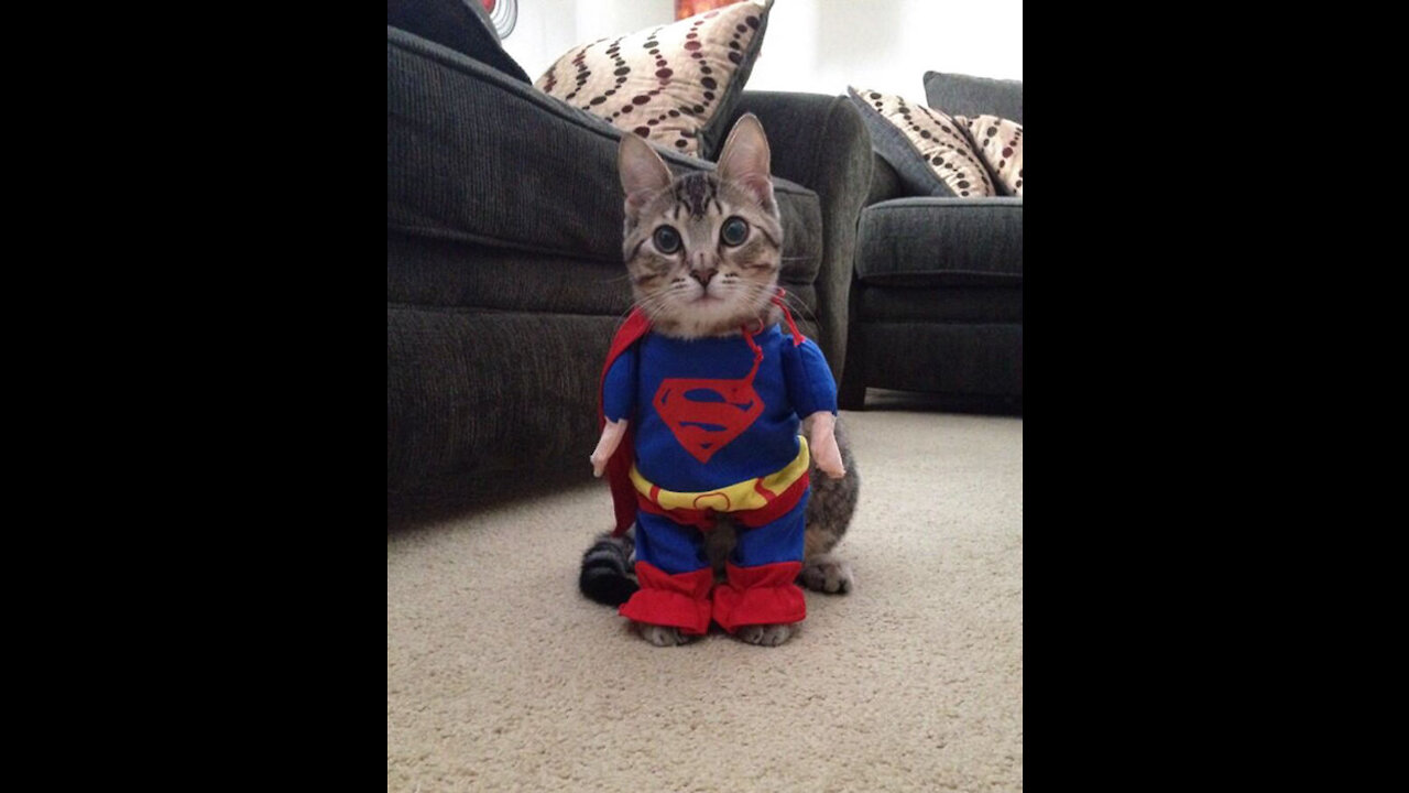 THE ADVENTURER CAT