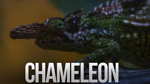 WHAT Makes Chameleons Such AMAZING Reptiles?