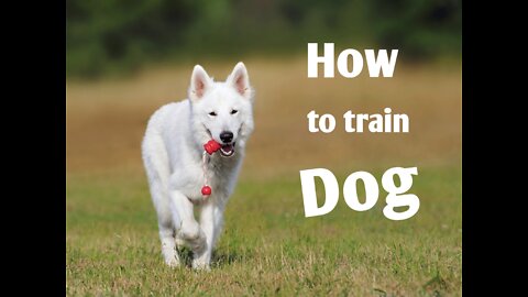 How to train dog