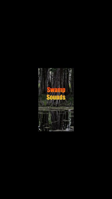 Swamp Sounds