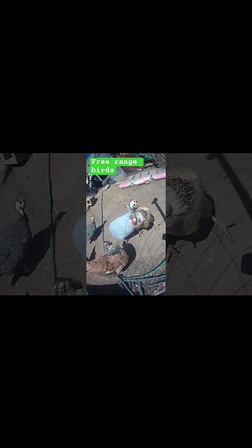 Free range chickens and guinea fowl