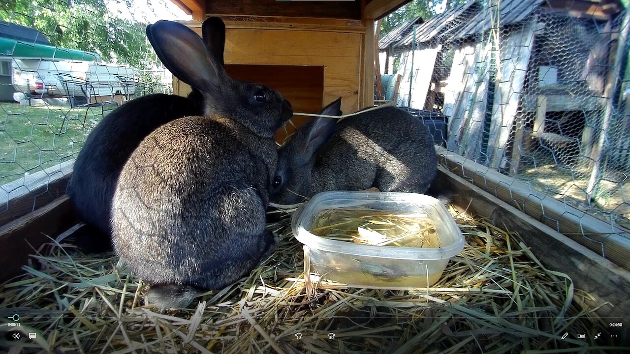 Young Rabbits munchin in a Rabbit City Hutch