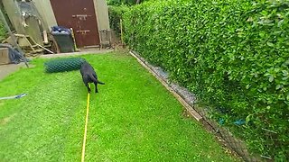 Puppy Fence