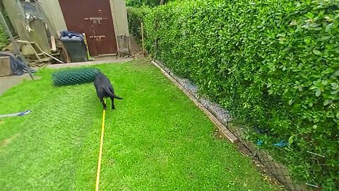 Puppy Fence