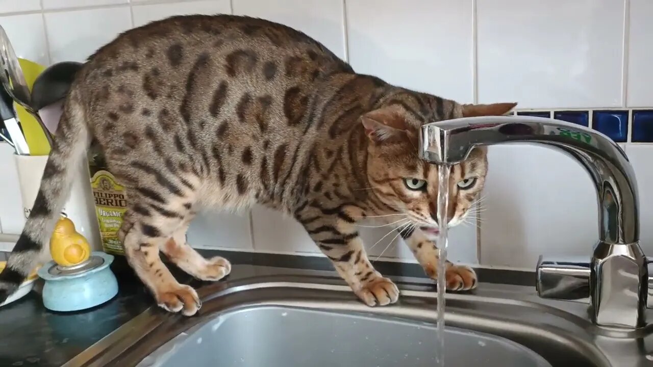 Bedford is a thirsty boy #bengalcat #catdrinking