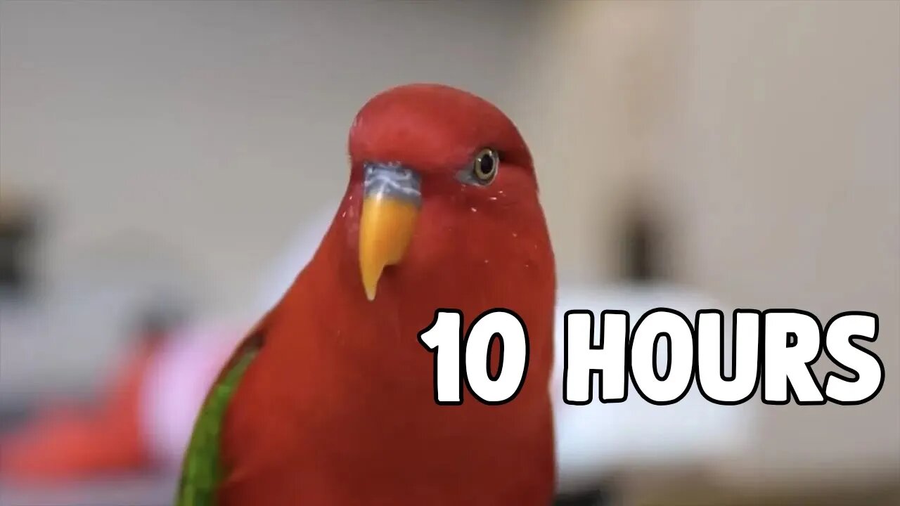 [10 HOURS] of Red birb Wuewuewuewuewue