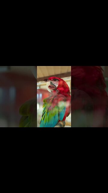 this is peak Vine humor 😂