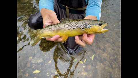 Brown Trout Release in Vernon County