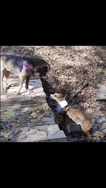 TUCKER CARLSON AND THE BRIDGE