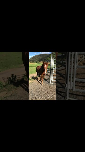 Beautiful Chestnut Brumby pony in the wind.